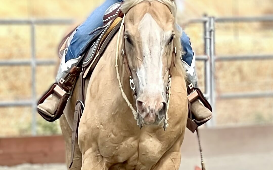 Horseback Riding Lessons